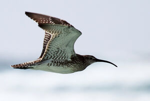 Whimbrel