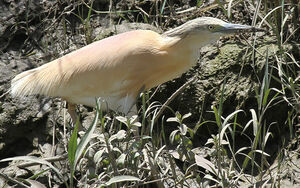 Squacco Heron