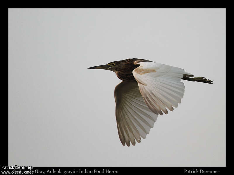 Indian Pond HeronFirst year, pigmentation, Flight