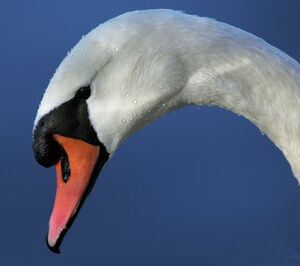 Mute Swan 
&copy; Patrick Derennes