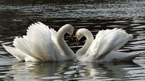 Mute Swan 
&copy; Patrick Derennes