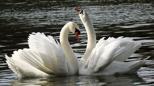 Mute Swan 
&copy; Patrick Derennes