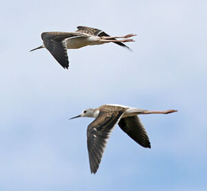Black-winged Stilt