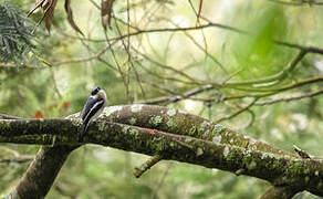 Bar-winged Flycatcher-shrike