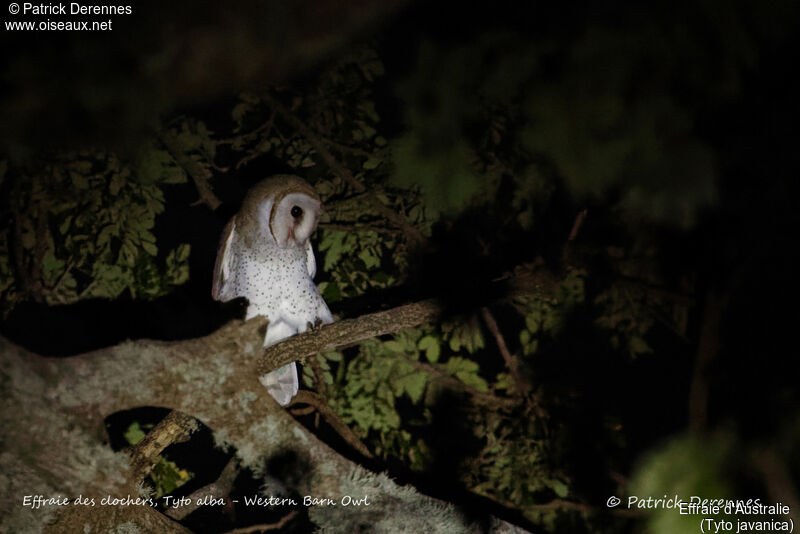 Eastern Barn Owl, identification, habitat