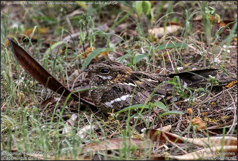 Slender-tailed Nightjaradult, identification