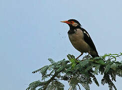 Indian Pied Myna