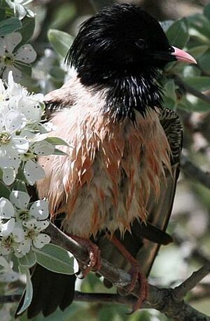 Rosy Starling