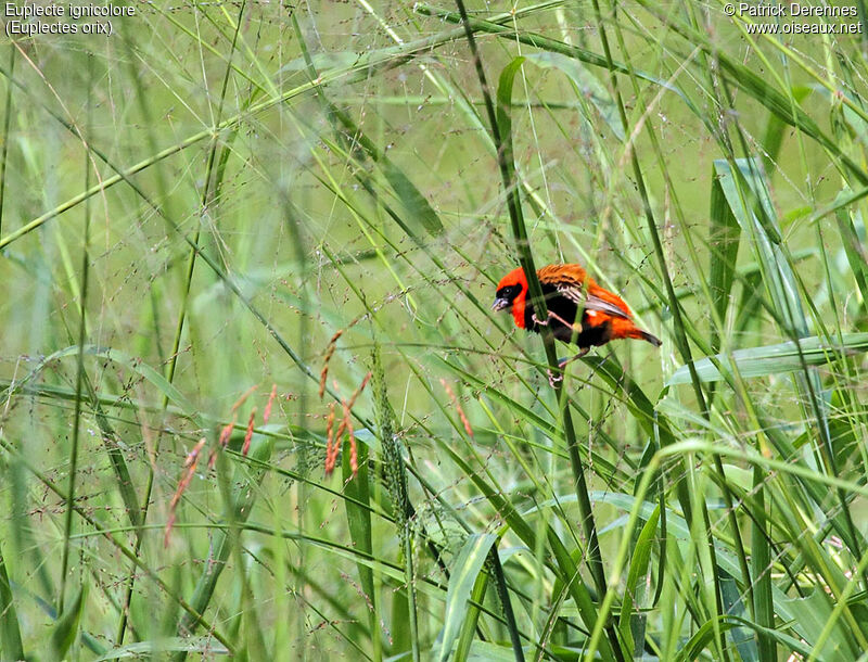 Southern Red Bishop male adult, identification, feeding habits