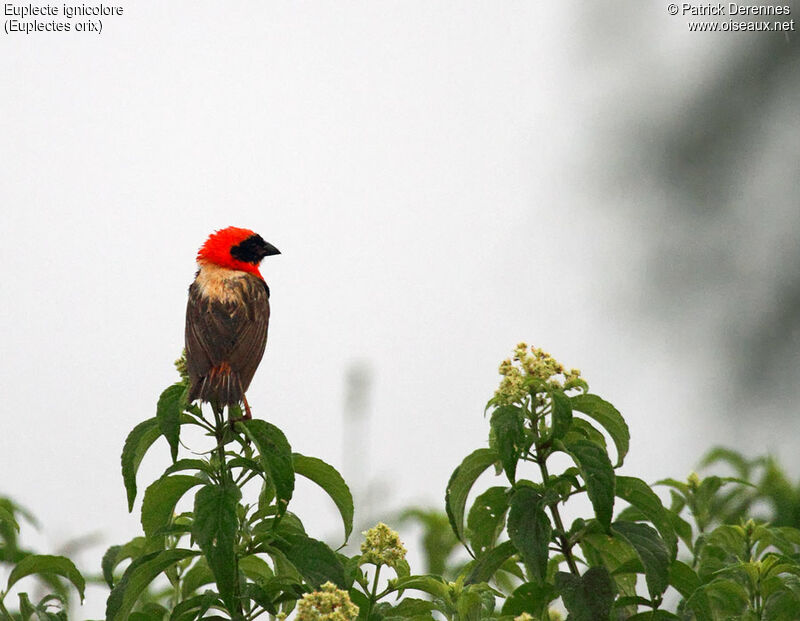 Southern Red Bishop male adult