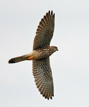 Common Kestrel