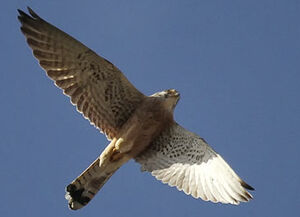 Lesser Kestrel