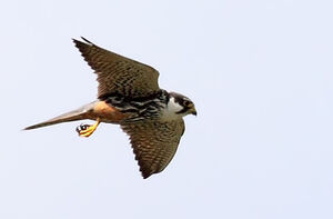 Eurasian Hobby