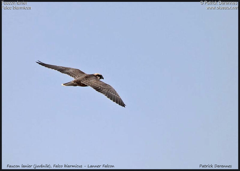 Lanner Falcon, Flight