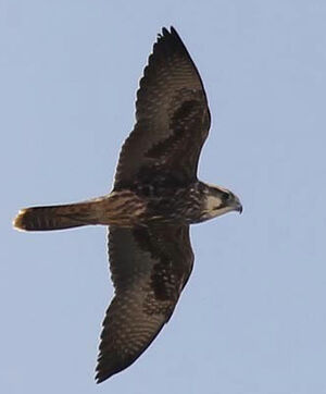 Lanner Falcon