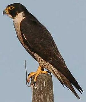 Peregrine Falcon