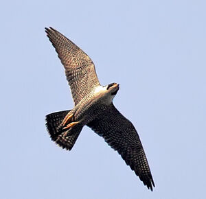 Peregrine Falcon