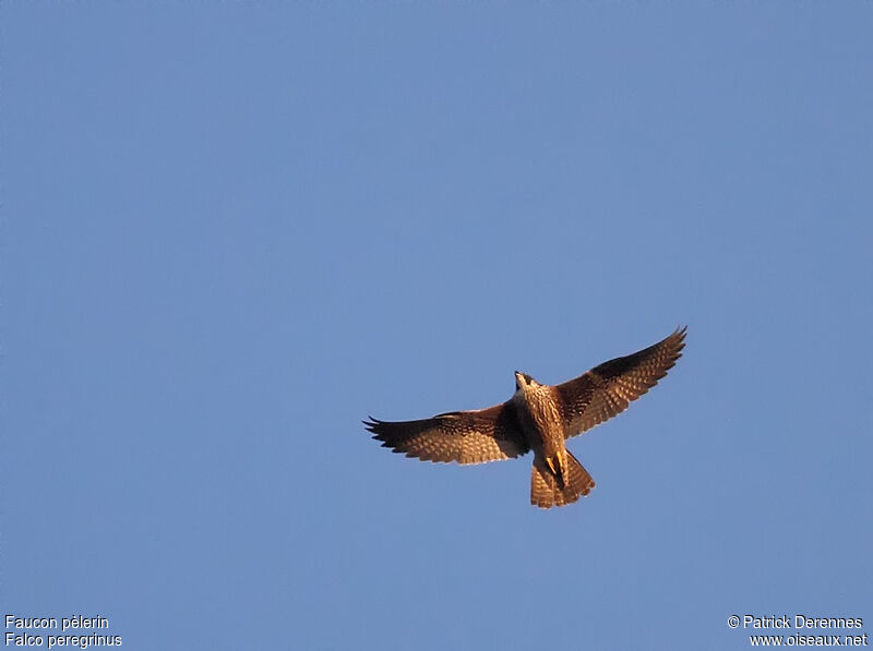 Peregrine Falcon female immature, Flight