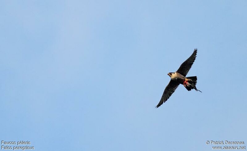 Peregrine Falcon female adult, identification, Flight, feeding habits, Behaviour