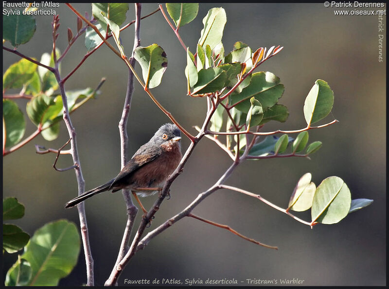 Tristram's Warbler male adult, Behaviour