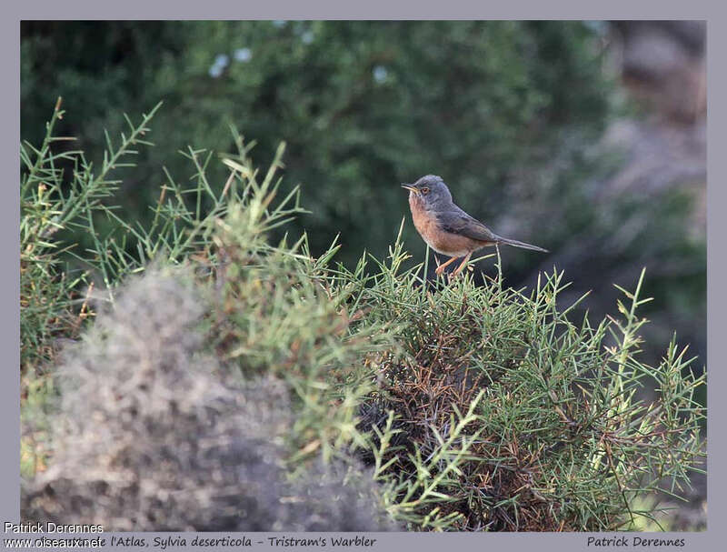 Tristram's Warbler male adult, habitat, Reproduction-nesting, song, Behaviour