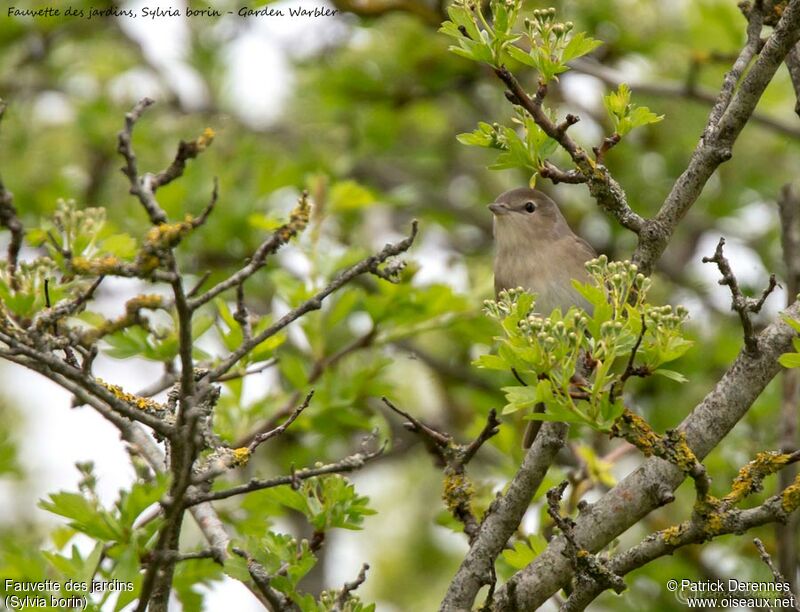 Garden Warbler male, identification, song