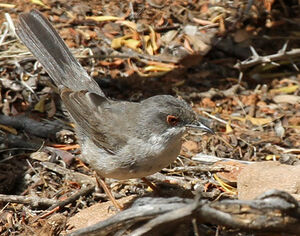 Sardinian Warbler 
&copy; Patrick Derennes