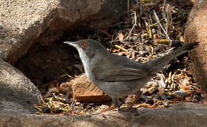 Sardinian Warbler 
&copy; Patrick Derennes