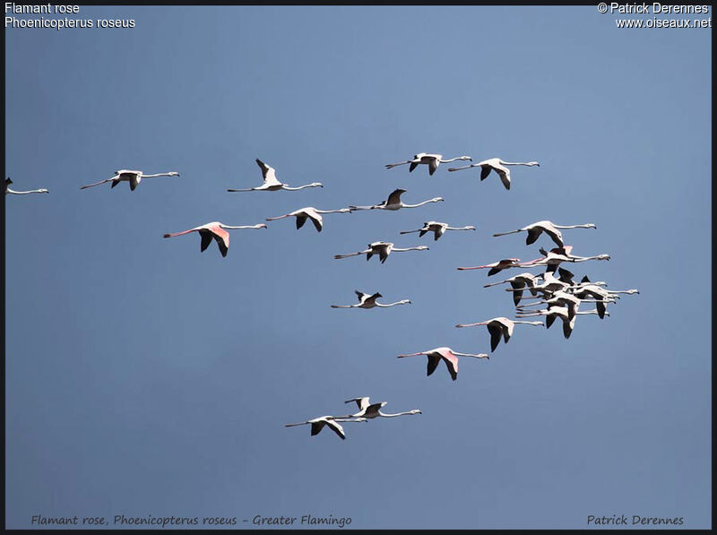 Greater Flamingo, Flight