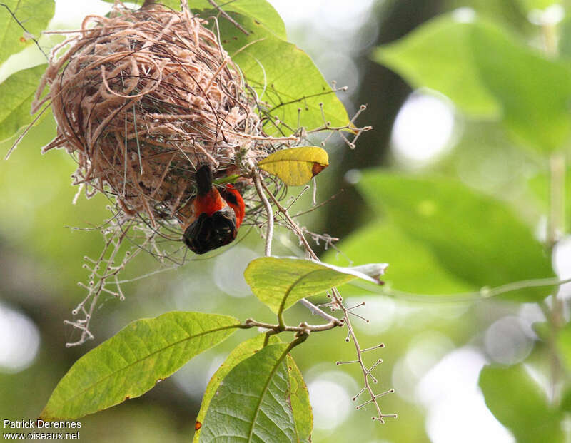 Red Fody male adult, Reproduction-nesting, Behaviour