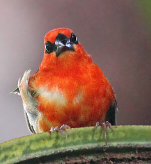 Foudi rouge