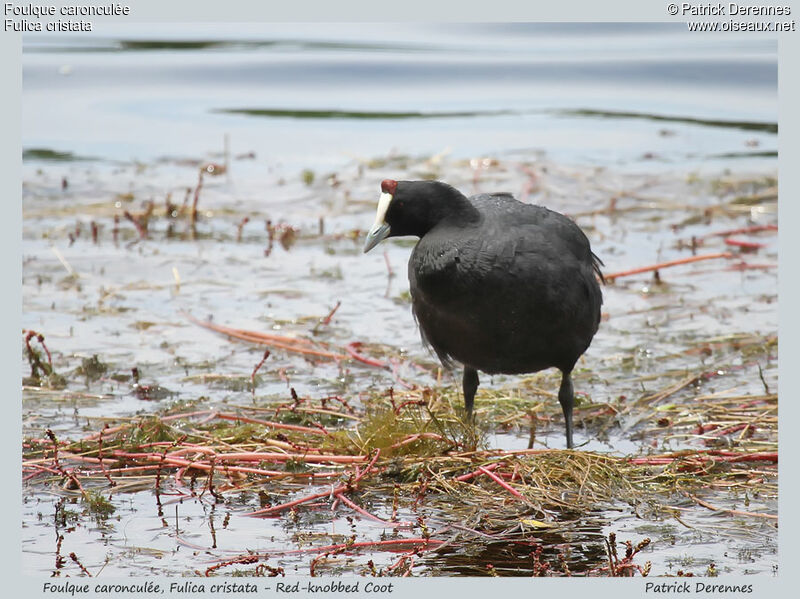 Red-knobbed Cootadult, identification, Reproduction-nesting