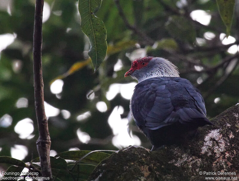 Seychelles Blue Pigeonadult breeding, identification