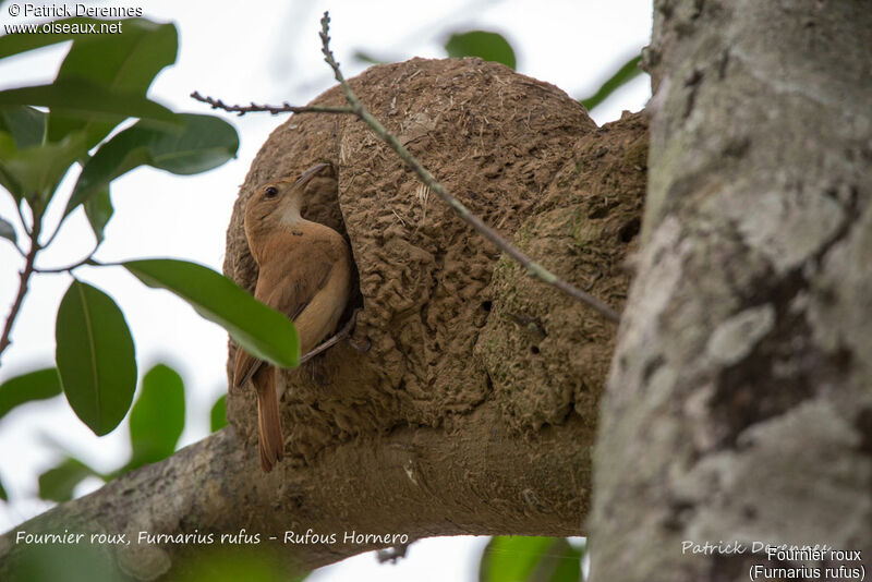 Rufous Hornero, identification, Reproduction-nesting