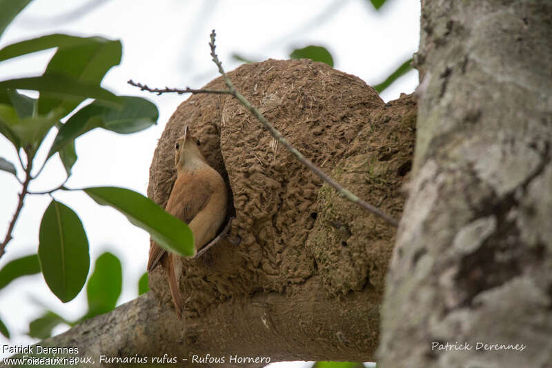 Rufous Horneroadult, Reproduction-nesting