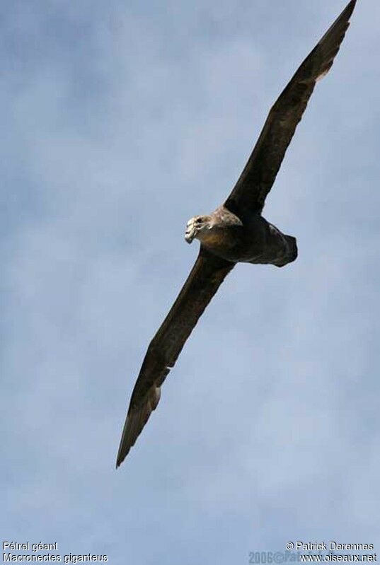 Fulmar géant - Macronectes giganteus