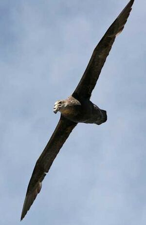 Fulmar géant