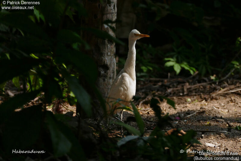 Eastern Cattle Egret, identification, habitat