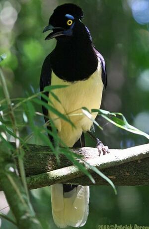 Plush-crested Jay