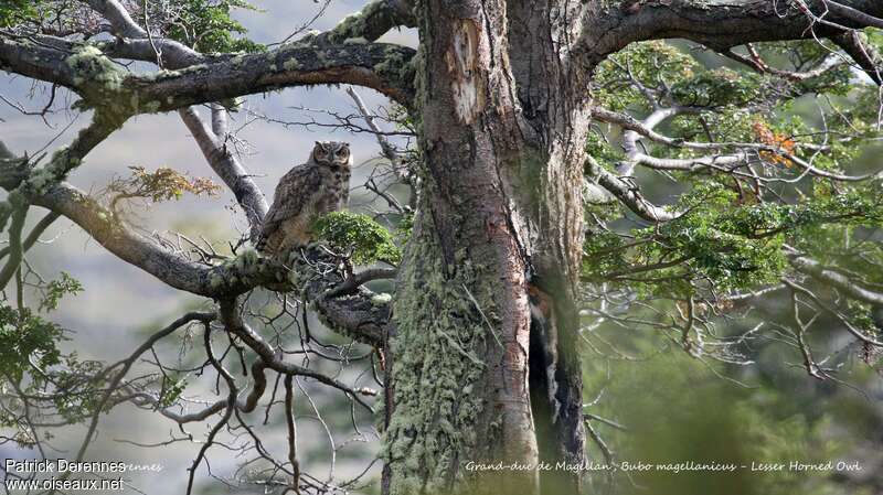 Lesser Horned Owl, habitat, pigmentation