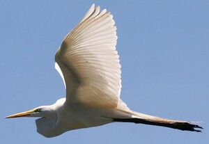 Western Great Egret