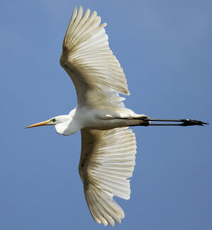 Great Egret