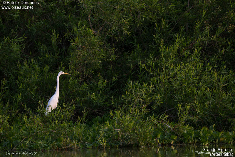 Great Egret, identification, habitat