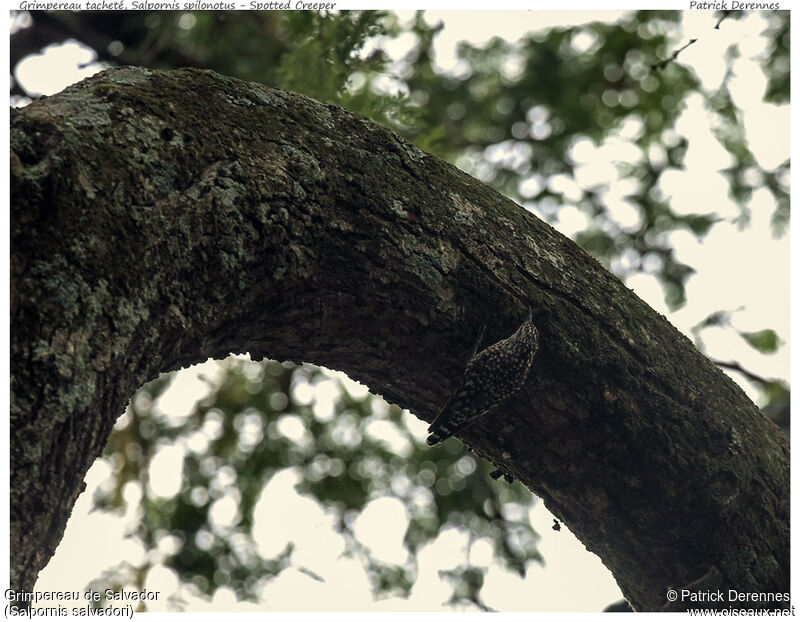 Grimpereau de Salvador mâle adulte, identification, Comportement