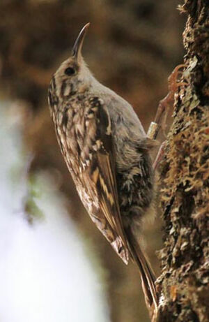 Short-toed Treecreeper 
&copy; Patrick Derennes