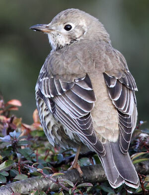 Mistle Thrush 
&copy; Patrick Derennes
