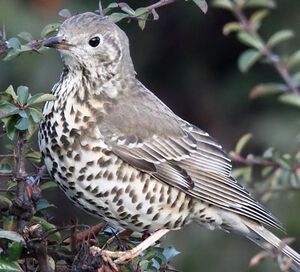Mistle Thrush 
&copy; Patrick Derennes