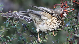Mistle Thrush 
&copy; Patrick Derennes
