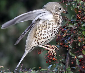 Mistle Thrush 
&copy; Patrick Derennes