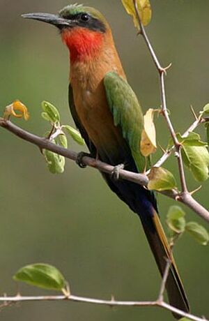 Red-throated Bee-eater